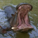 Dr. Dietrich Schmidt 3